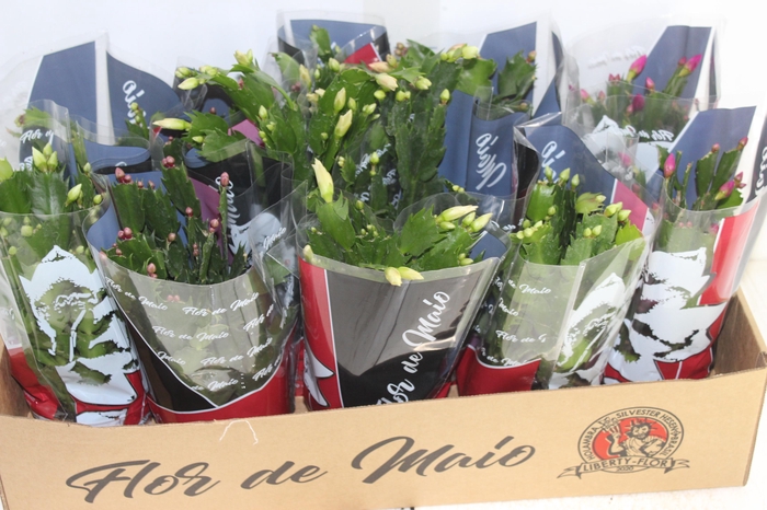 <h4>FLOR DE MAIO P11</h4>