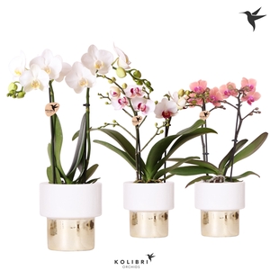 Kolibri Orchids Phalaenopsis mix 2 spike in Lush pot