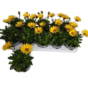 OSTEO FP YELLOW