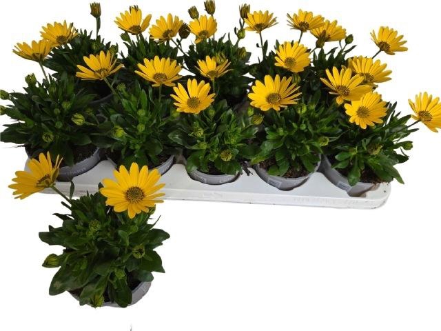 <h4>OSTEO FP YELLOW</h4>