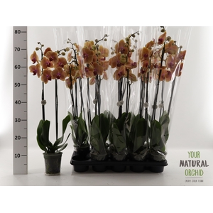 PHAL CARIBBEAN DREAM