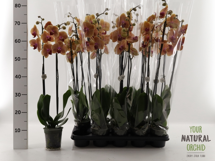 <h4>PHAL CARIBBEAN DREAM</h4>