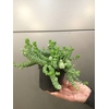 Crassula Hottentot