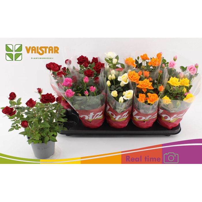 <h4>RO LOTZ OF GEM 6 KL</h4>