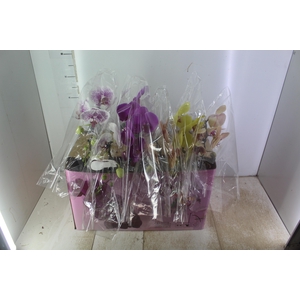 PHALAENOPSIS CASCATA ESPECIAL P15 MIN 8 FLS