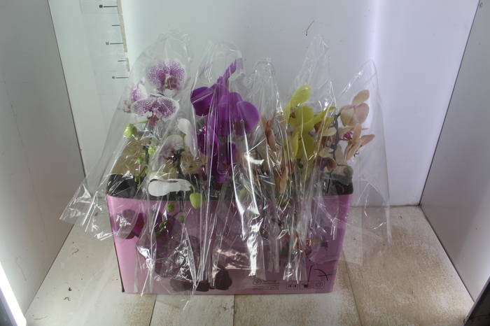 <h4>PHALAENOPSIS CASCATA ESPECIAL P15 MIN 8 FLS</h4>