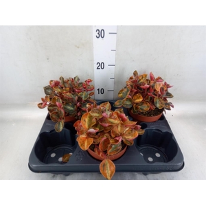 Peperomia caperata   ...