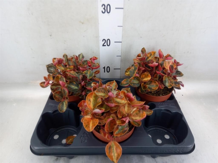 <h4>Peperomia caperata   ...</h4>