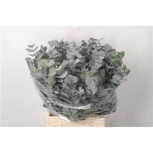 Euc Cinerea Per Bunch 150 Gram S U P E R