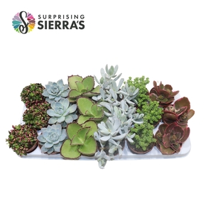 Sierra's® - Sevilla Succulent Mix (Deluxe)