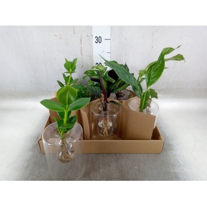 Planten  ..mix