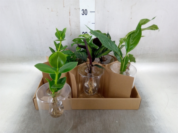 <h4>Planten  ..mix</h4>