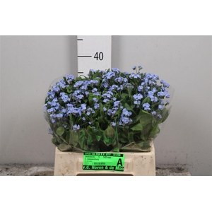 Myos Ov Blauw