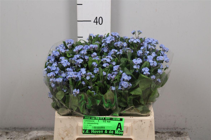 <h4>Myos Ov Blauw</h4>