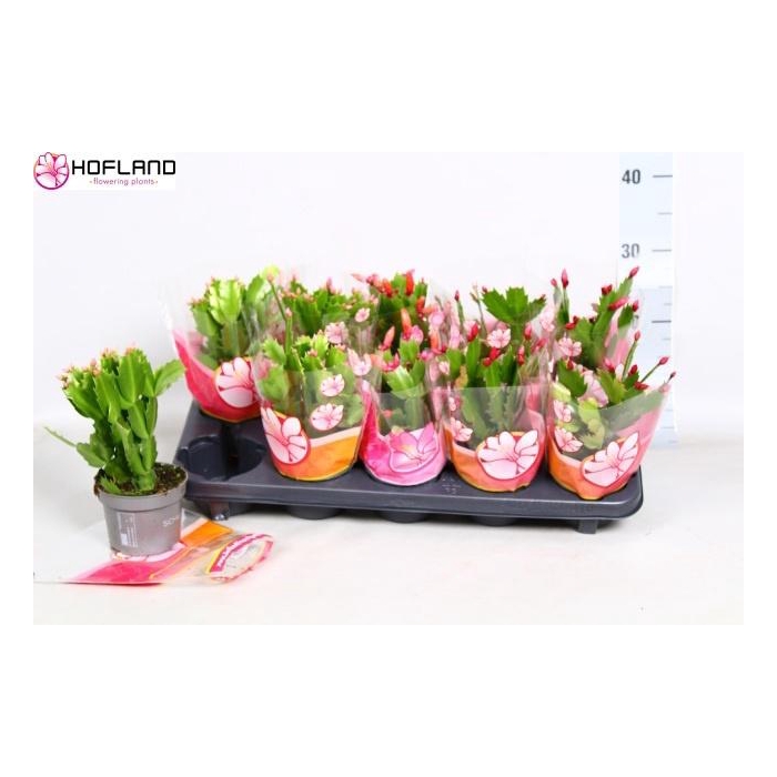 <h4>SCHLUMB GEM 3 KL</h4>