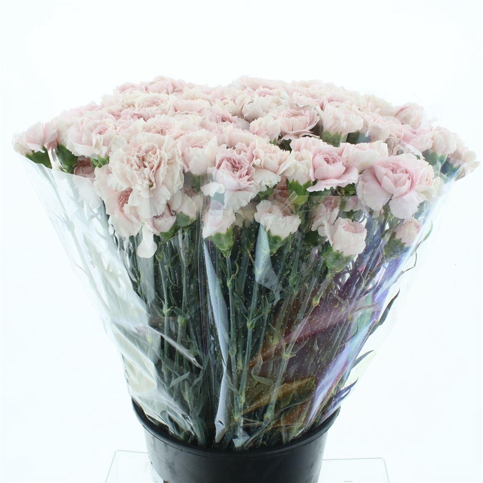 <h4>Di St Mudah Soft Pink X 160</h4>