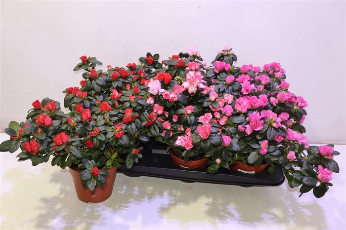 <h4>arr8 Rhodo Si Vogel Gem</h4>