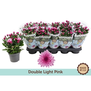 Chrysant Double Light Pink
