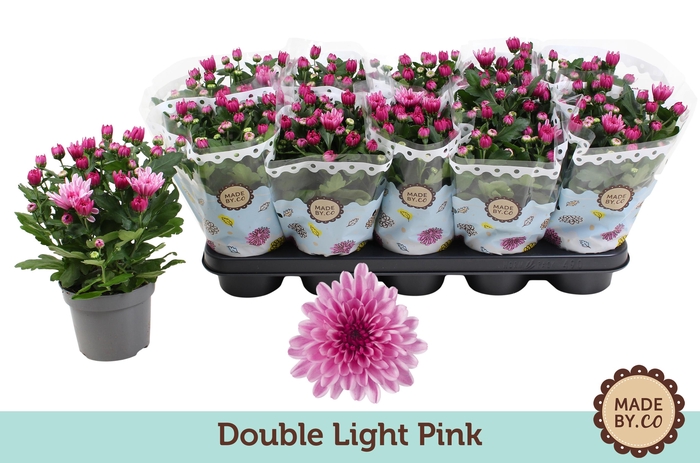 <h4>Chrys Licht Rose Double</h4>