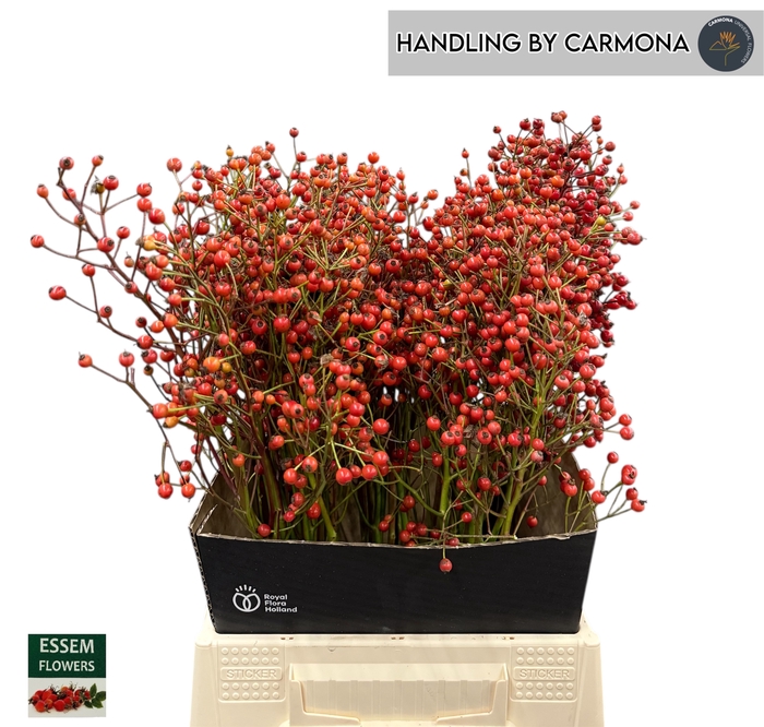 <h4>ROSA PLENTY</h4>