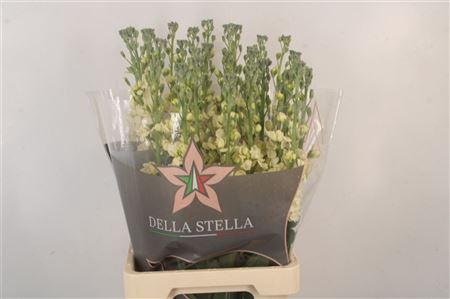 <h4>Matth Phant Cream</h4>