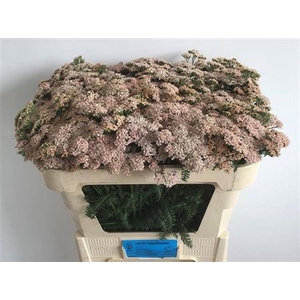 Achillea M Anita Champagne