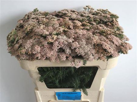 <h4>Achillea M Anita Champne</h4>