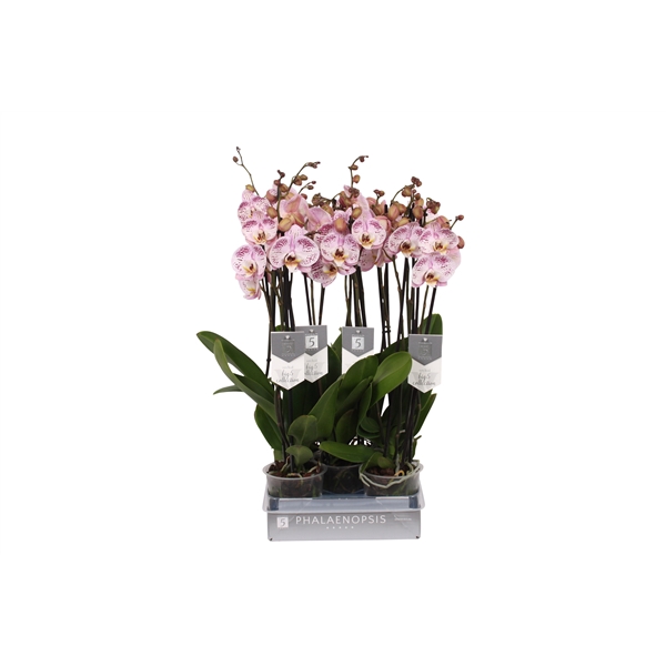 <h4>Phalaenopsis Spotted World, 3-spike 22+</h4>
