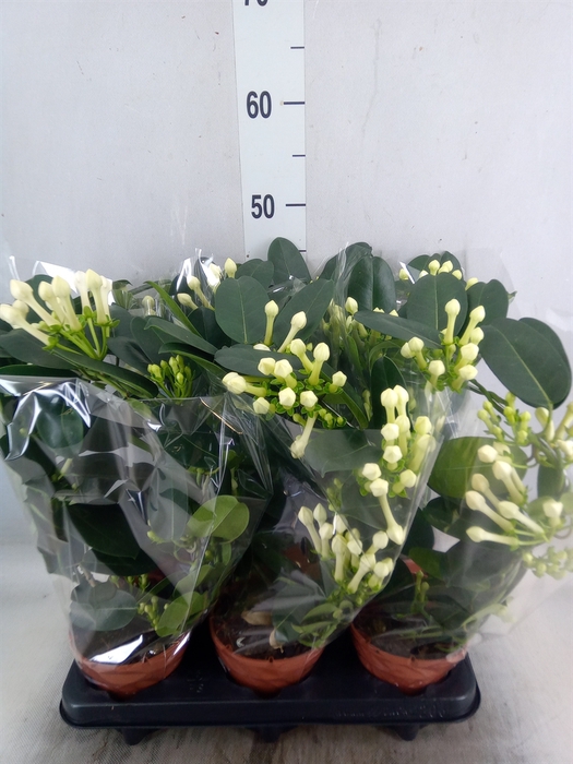 <h4>Stephanotis floribunda   ...</h4>