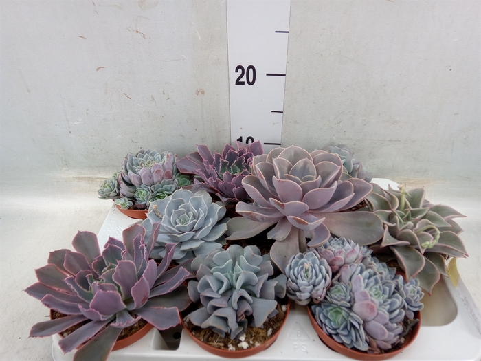 <h4>Echeveria   ...mix</h4>