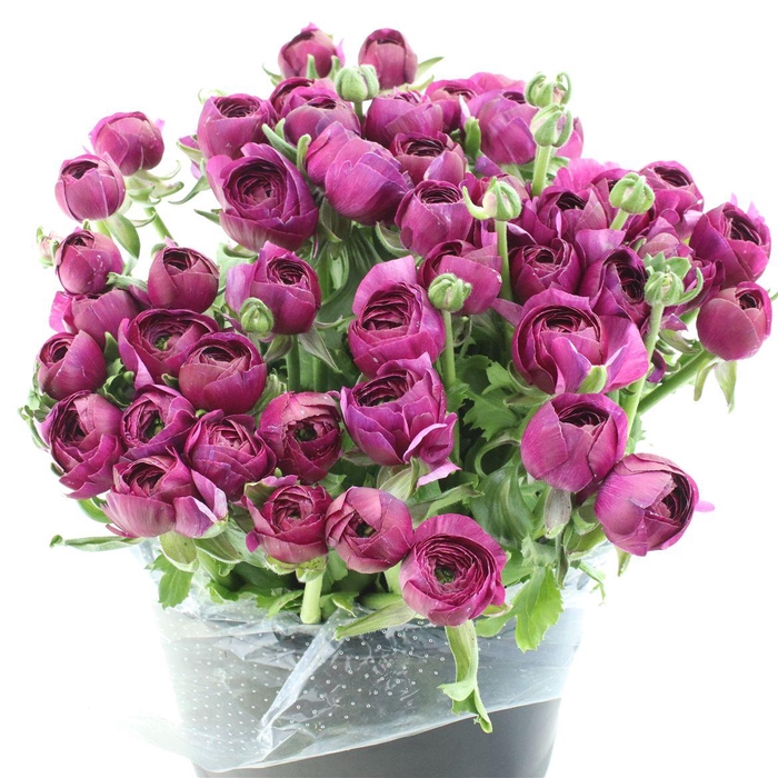 <h4>Ran Su Sr Renoir Purple Extra</h4>