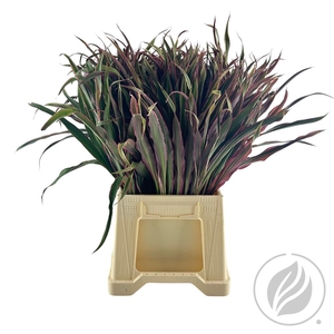 Cordyline Barbatus 52 Cm