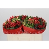 Hypericum Rainbow Romance