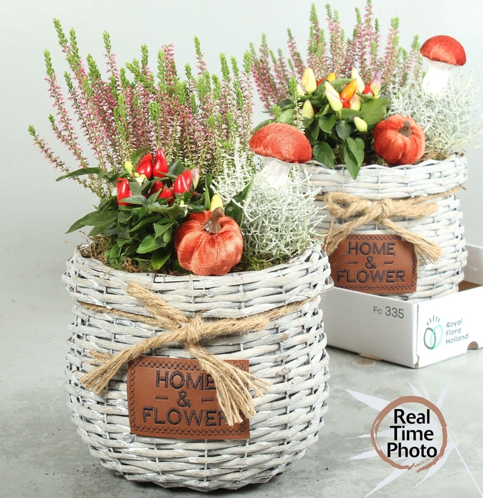 <h4>ARR TUINPLANTEN</h4>