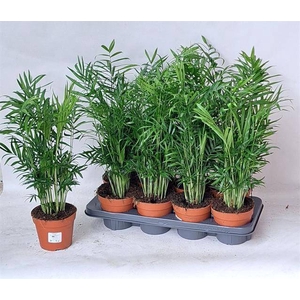 Chamaedorea elegans 14Ø 50cm