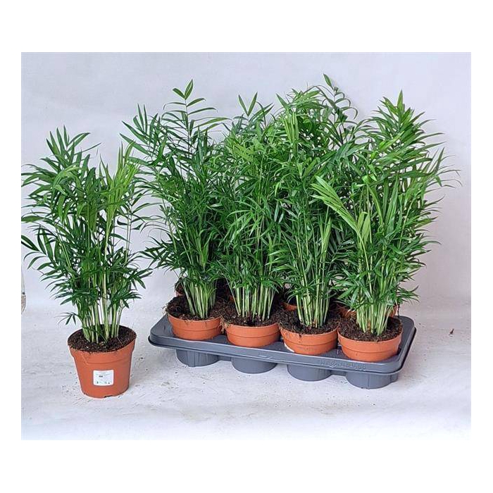 <h4>Chamaedorea elegans 14Ø 50cm</h4>