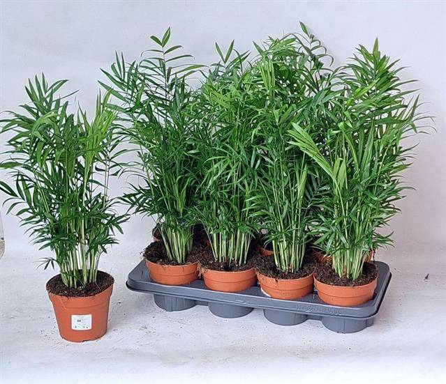 Chamaedorea elegans 14Ø 50cm