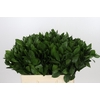 Ruscus Hypophyllum