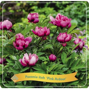 Paeonia Itoh 'Pink Ardour' C5