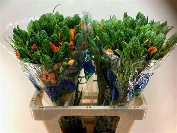 <h4>ORNIT DB SUNSHINE</h4>