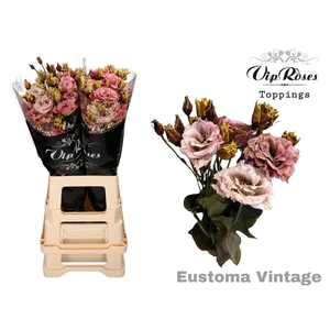 Eus G Alissa Paint Vintage