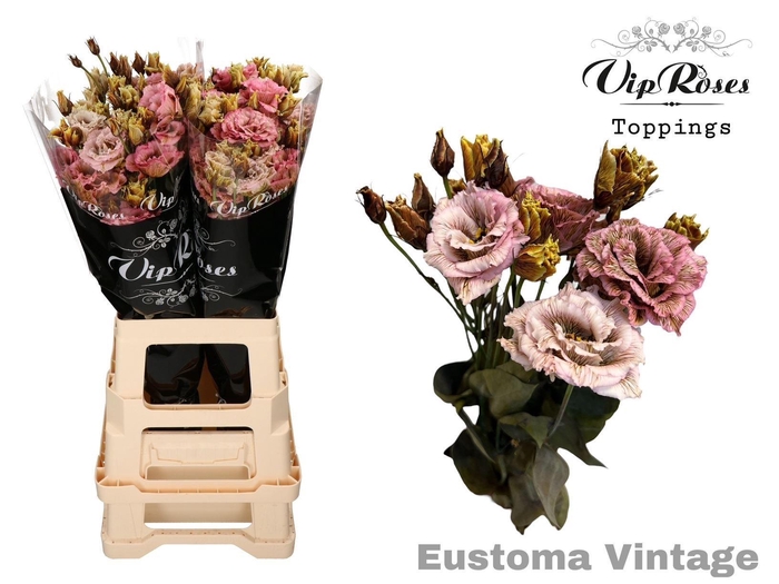 <h4>Eus G Alissa Paint Vintage</h4>
