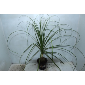 BEAUCARNEA P17