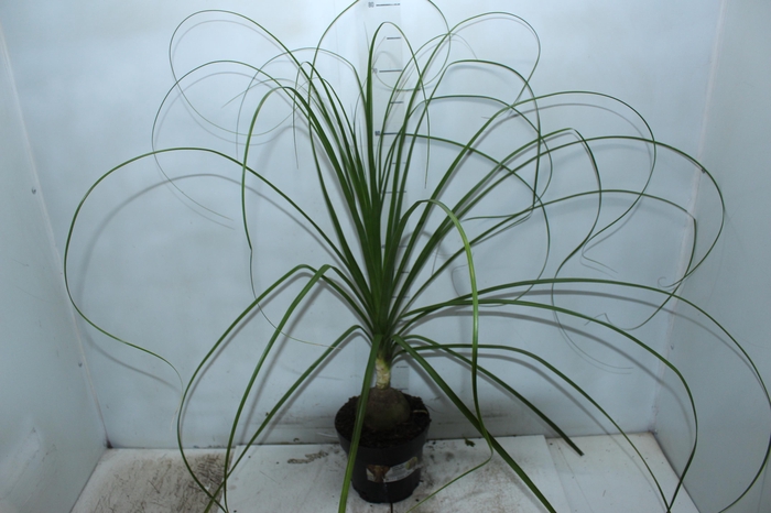 <h4>BEAUCARNEA P17</h4>