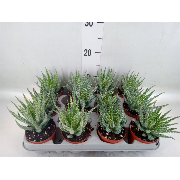 <h4>Aloe humilis</h4>