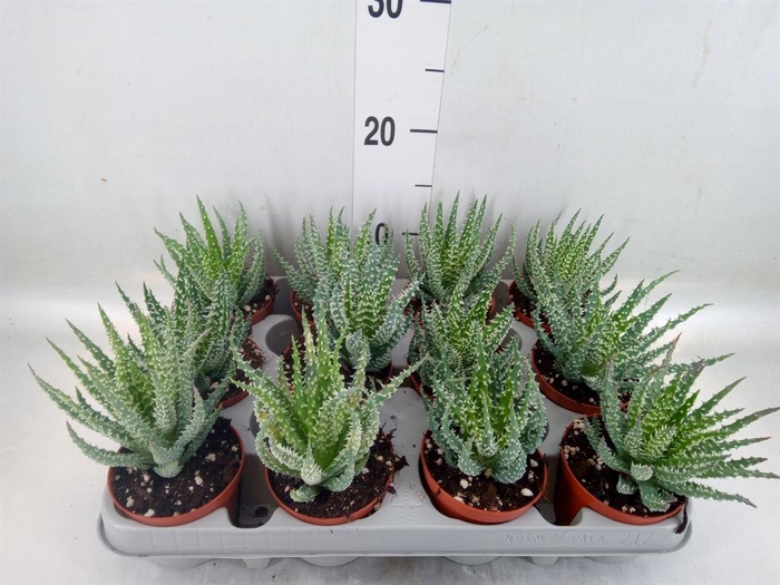 Aloe humilis
