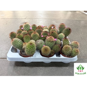 Mammillaria ernestii (Cites) 8,5Ø 12cm