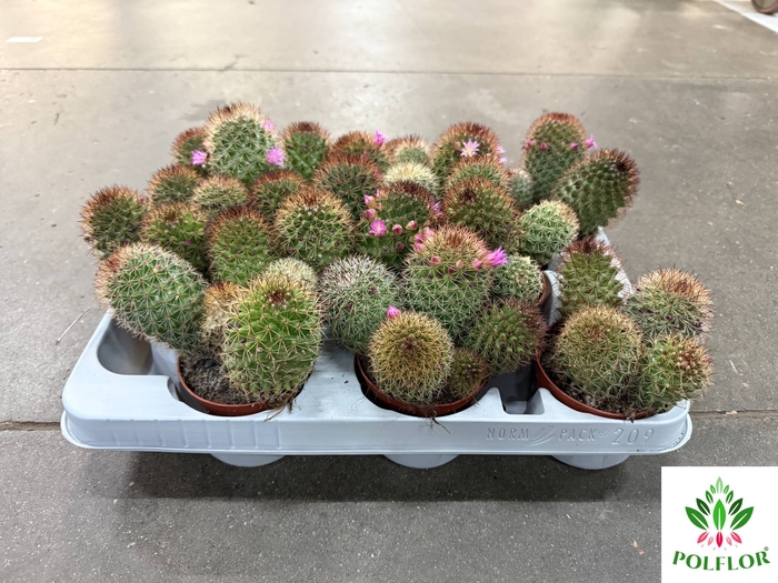 Mammillaria ernestii (Cites) 8,5Ø 12cm