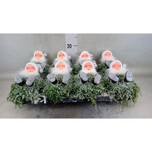 Soleirolia soleirolii   ...green