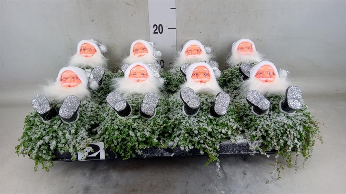 <h4>Soleirolia soleirolii ...green</h4>